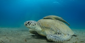 How Many Marine Animals Die From Plastic Pollution?