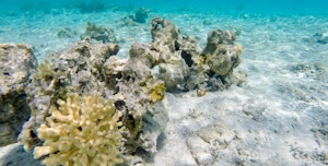 Marine Biomes: Understanding the Different Types of Ocean Ecosystems
