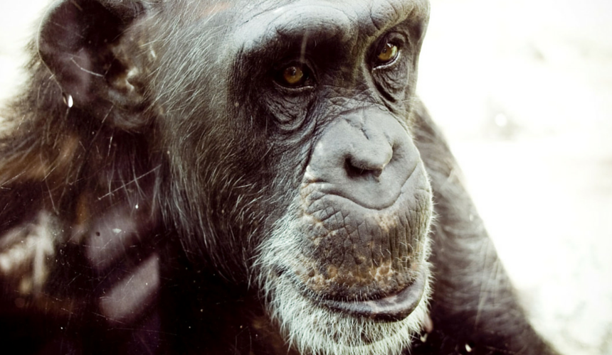 The Jane Goodall Institute does amazing work to help endangered chimpanzees