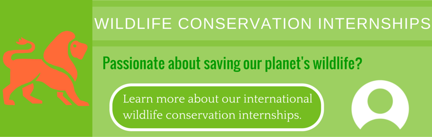 Panthera assists in the conservation of the endangered big cat species