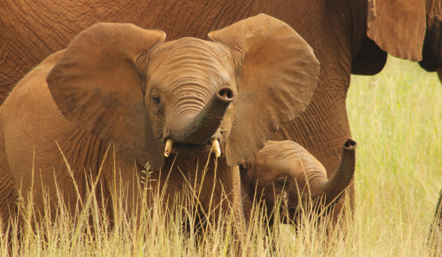 Endangered Animals Elephants are one if the species protected by the Wildlife Conservation Society