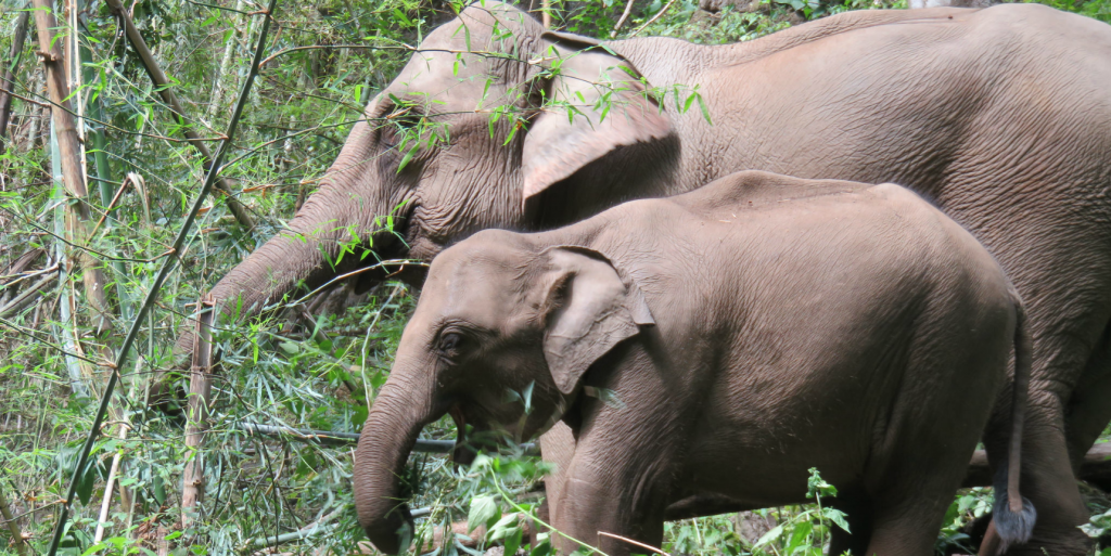  voluntário com elefantes e aprenda a rastrear e analisar seu comportamento no estágio de conservação da vida selvagem do GVI.