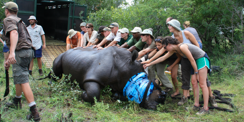 voluntário na África para ganhar experiência em métodos de conservação da vida selvagem, como o descornamento humano deste rinoceronte preto para evitar a caça furtiva.