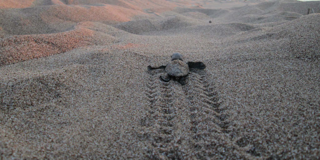  a conservação de tartarugas marinhas é uma questão amplamente falada na Grécia 