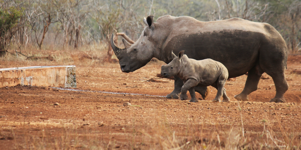 Ajudar a conservar espécies ameaçadas, como o rinoceronte