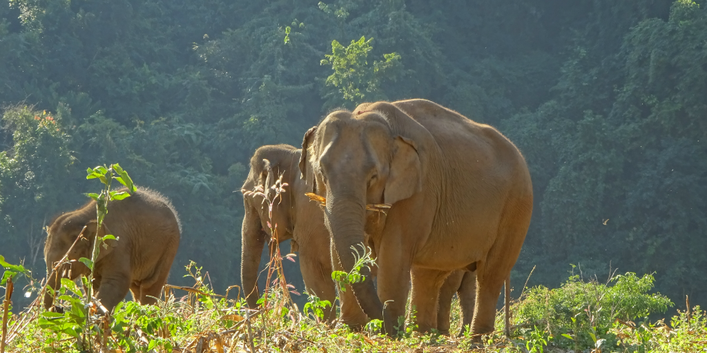 voluntário no projeto de reintegração de elefantes da Tailândia Da GVI em Chiang Mai e contribuir para a conservação de elefantes