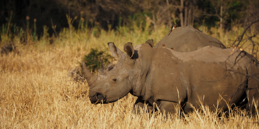 Voluntário na África do Sul e contribuir para a conservação de espécies ameaçadas de extinção, como o Rinoceronte