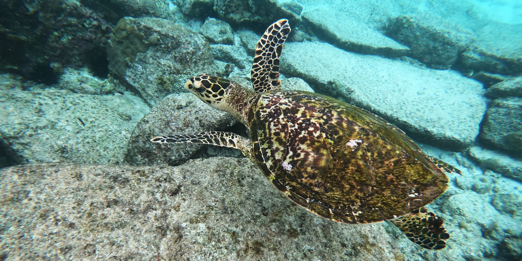  as tartarugas marinhas também precisam ser conservadas 