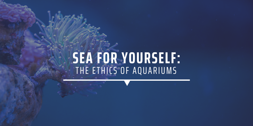Sea for yourself the ethics of aquariums
