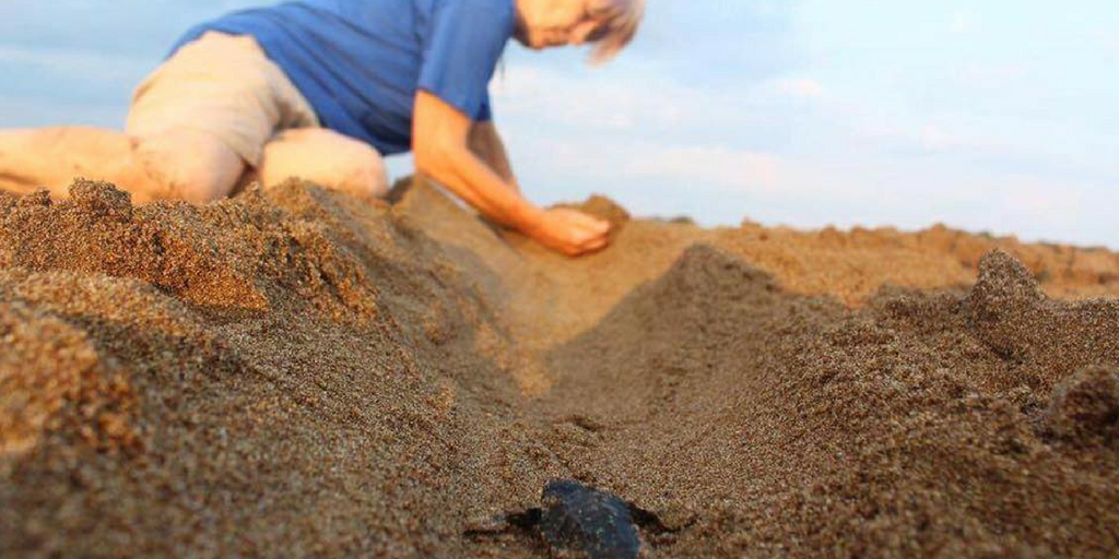 Help Baby Sea Turtles Make It To The Ocean In Greece