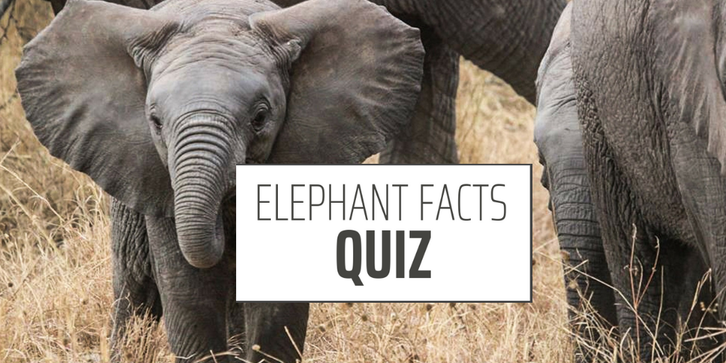 elephant facts quiz