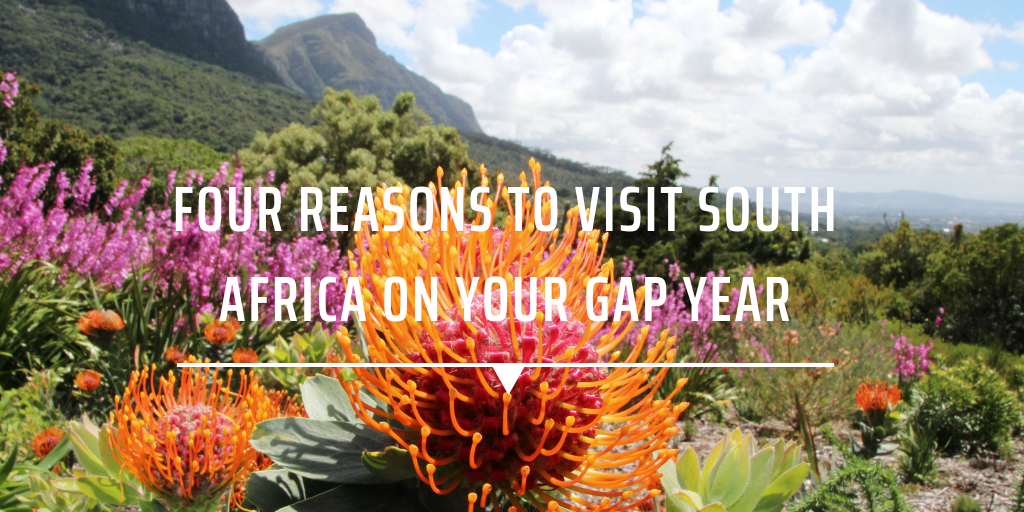 cape town gap year
