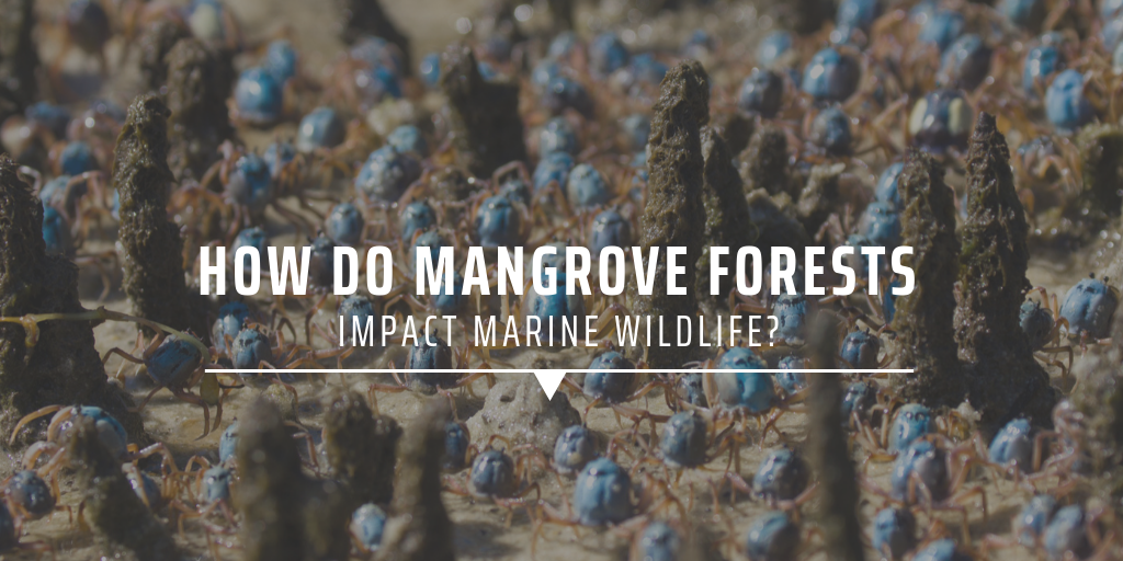 mangrove forest