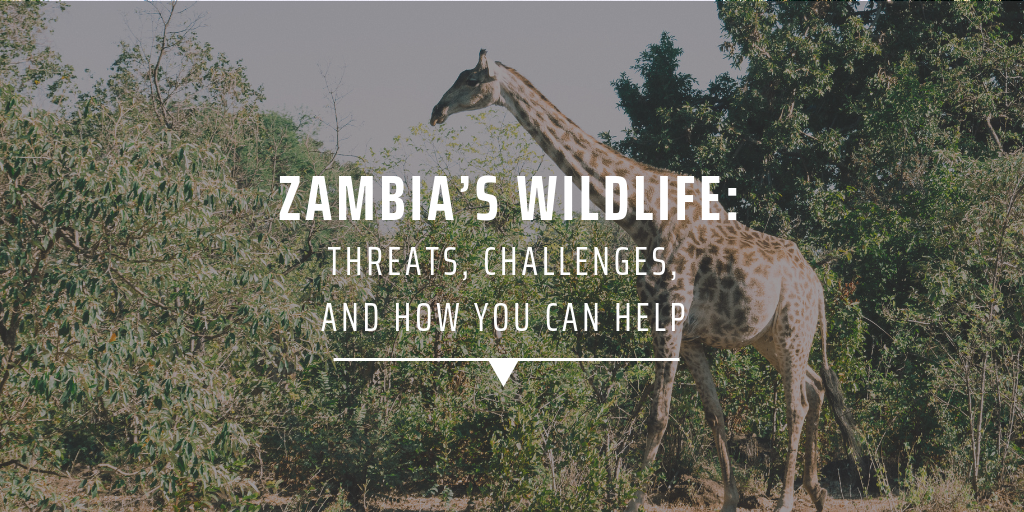 Zambia’s wildlife: Threats, challenges, and how you can help