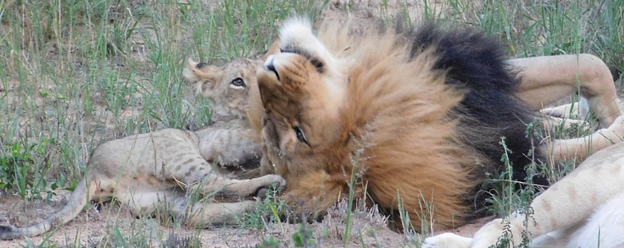 Babies of Africa