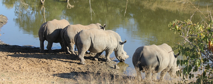 Rhino Challenge Week