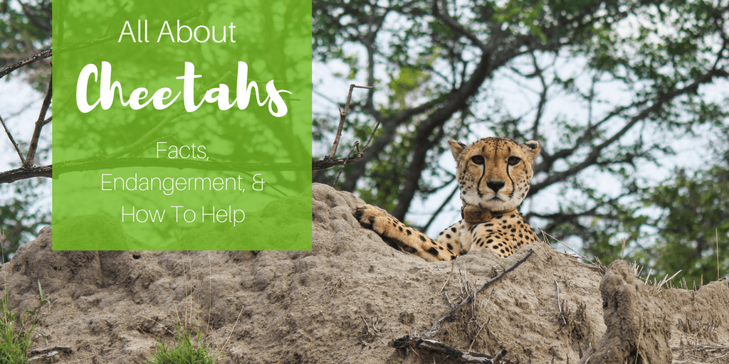 All About Cheetahs: Fun Facts, Why Cheetahs Are Facing Extinction And How You Can Help