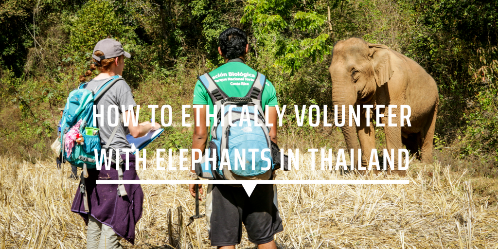 How to ethically volunteer with elephants in Thailand