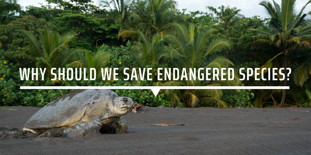 Why should we save endangered species?