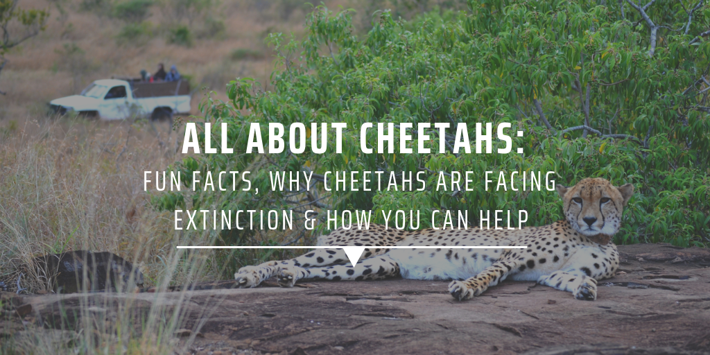 All about cheetahs: Fun facts, why cheetahs are facing extinction & how you can help
