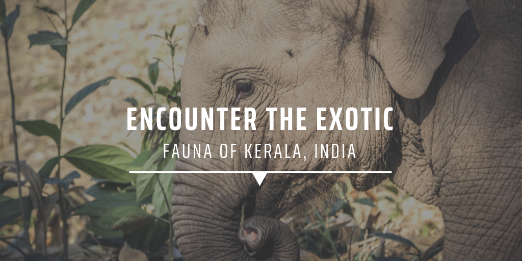 Encounter the exotic fauna of Kerala, India