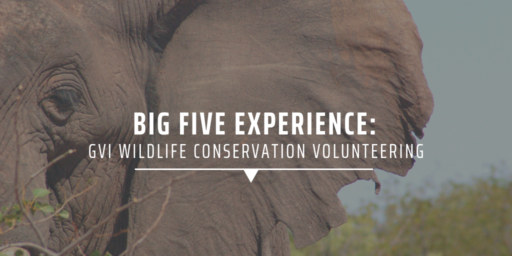 Big five experience: GVI wildlife conservation volunteering