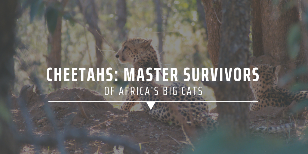 Cheetahs: Master survivors of Africa’s big cats