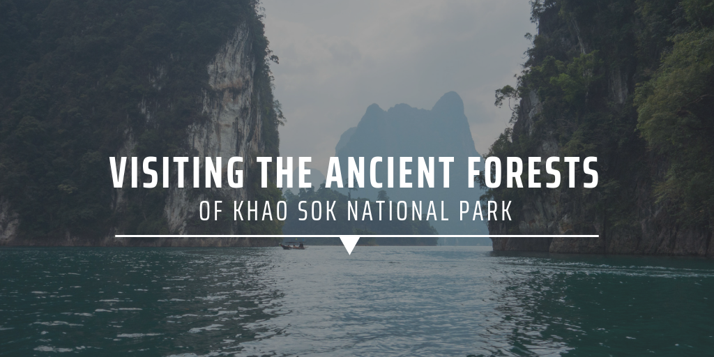 Visiting the ancient forests of Khao Sok National Park