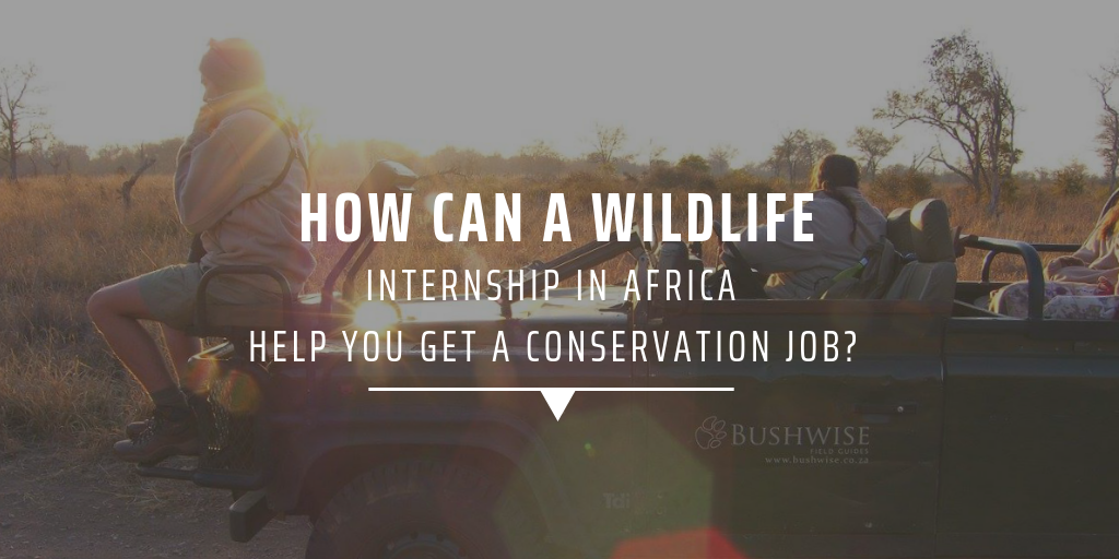 How can a wildlife internship in Africa help you get a conservation job?