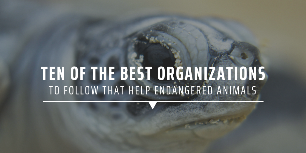 Ten of the best organizations to follow that help endangered animals