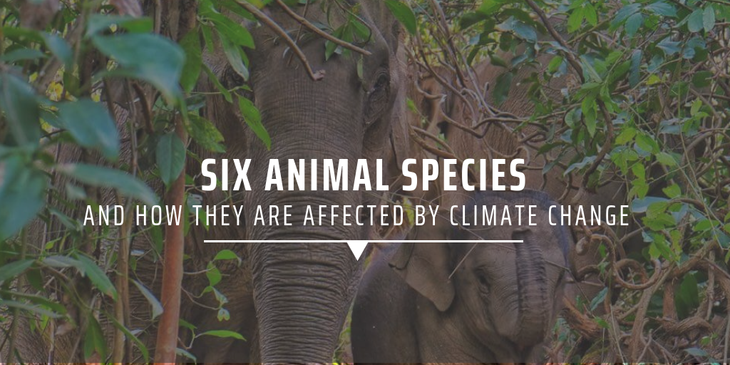 Six animal species and how they are affected by climate change