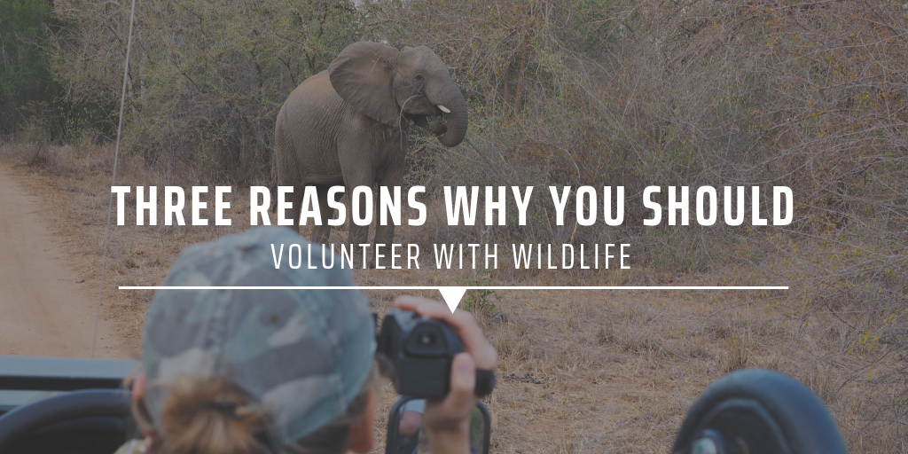 Three reasons why you should volunteer with wildlife
