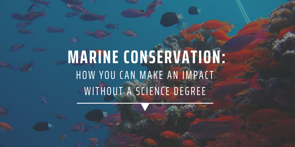 Marine conservation: How you can make an impact without a science degree