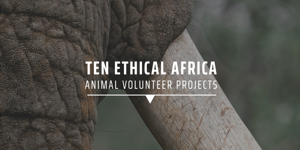 Ten ethical Africa animal volunteer programs