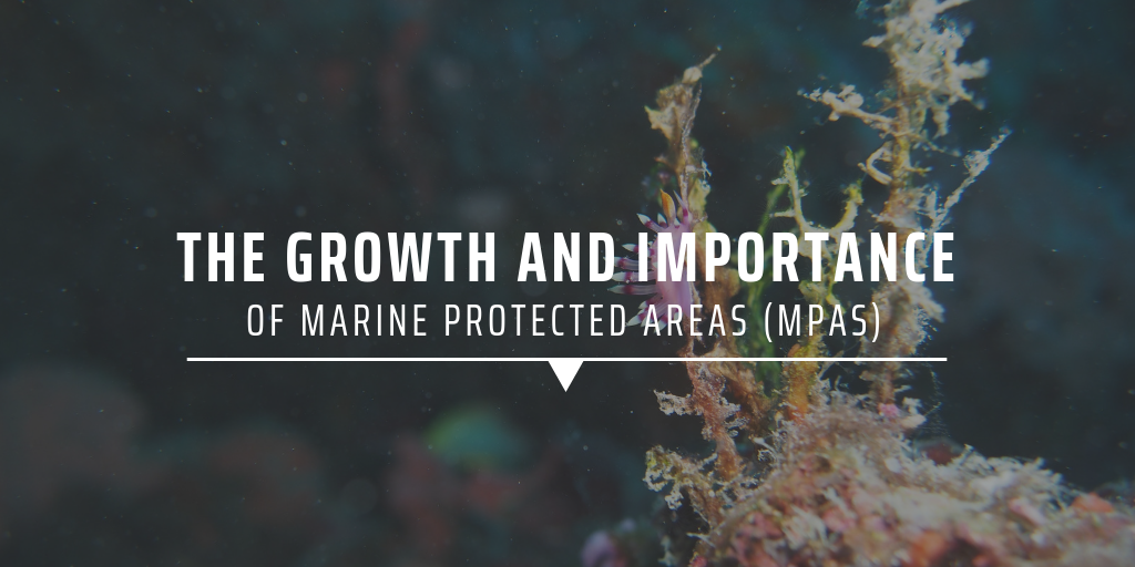 The growth and importance of Marine Protected Areas (MPAs)